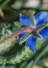 Einzelbild 5 Borretsch - Borago officinalis