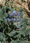 Einzelbild 6 Borretsch - Borago officinalis
