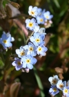 Einzelbild 5 Sumpf-Vergissmeinnicht - Myosotis scorpioides