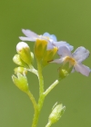 Einzelbild 7 Sumpf-Vergissmeinnicht - Myosotis scorpioides