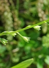 Einzelbild 8 Sumpf-Vergissmeinnicht - Myosotis scorpioides