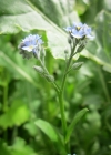 Einzelbild 4 Acker-Vergissmeinnicht - Myosotis arvensis
