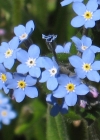 Einzelbild 7 Acker-Vergissmeinnicht - Myosotis arvensis