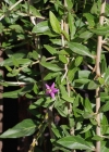 Einzelbild 6 Bocksdorn - Lycium barbarum