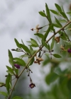 Einzelbild 7 Bocksdorn - Lycium barbarum