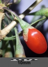 Einzelbild 8 Bocksdorn - Lycium barbarum