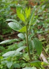 Einzelbild 6 Tollkirsche - Atropa bella-donna