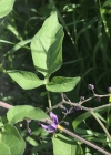 Einzelbild 5 Bittersüsser Nachtschatten - Solanum dulcamara