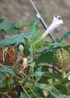 Einzelbild 5 Stechapfel - Datura stramonium