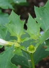 Einzelbild 6 Stechapfel - Datura stramonium