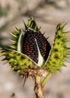 Einzelbild 8 Stechapfel - Datura stramonium