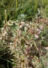 Einzelbild 7 Quendel-Seide - Cuscuta epithymum
