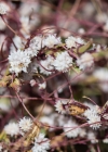 Einzelbild 8 Quendel-Seide - Cuscuta epithymum