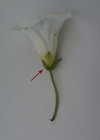 Einzelbild 4 Echte Zaunwinde - Calystegia sepium