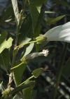 Einzelbild 5 Echte Zaunwinde - Calystegia sepium