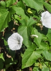 Einzelbild 7 Echte Zaunwinde - Calystegia sepium