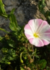 Einzelbild 5 Acker-Winde - Convolvulus arvensis