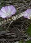 Einzelbild 8 Acker-Winde - Convolvulus arvensis