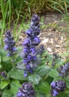 Einzelbild 7 Kriechender Günsel - Ajuga reptans