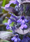 Einzelbild 8 Kriechender Günsel - Ajuga reptans