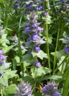 Einzelbild 5 Genfer Günsel - Ajuga genevensis