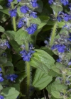 Einzelbild 8 Genfer Günsel - Ajuga genevensis