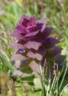 Einzelbild 5 Pyramiden-Günsel - Ajuga pyramidalis