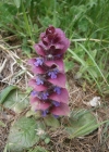 Einzelbild 8 Pyramiden-Günsel - Ajuga pyramidalis