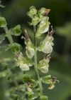 Einzelbild 5 Salbeiblättriger Gamander - Teucrium scorodonia