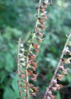 Einzelbild 6 Salbeiblättriger Gamander - Teucrium scorodonia
