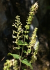 Einzelbild 7 Salbeiblättriger Gamander - Teucrium scorodonia