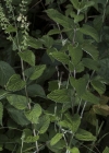 Einzelbild 8 Salbeiblättriger Gamander - Teucrium scorodonia