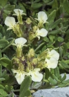 Einzelbild 7 Berg-Gamander - Teucrium montanum