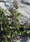 Einzelbild 4 Edel-Gamander - Teucrium chamaedrys