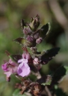 Einzelbild 7 Edel-Gamander - Teucrium chamaedrys