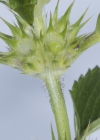 Einzelbild 6 Stechender Hohlzahn - Galeopsis tetrahit