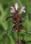 Einzelbild 7 Stechender Hohlzahn - Galeopsis tetrahit