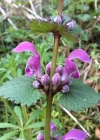 Einzelbild 7 Gefleckte Taubnessel - Lamium maculatum