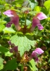 Einzelbild 8 Gefleckte Taubnessel - Lamium maculatum