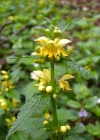Einzelbild 4 Goldnessel - Lamium galeobdolon