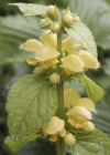 Einzelbild 5 Goldnessel - Lamium galeobdolon