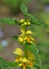 Einzelbild 7 Goldnessel - Lamium galeobdolon