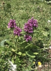 Einzelbild 5 Alpen-Betonie - Stachys pradica