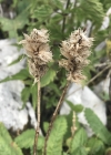 Einzelbild 6 Alpen-Betonie - Stachys pradica