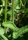 Einzelbild 7 Alpen-Betonie - Stachys pradica