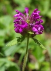 Einzelbild 8 Alpen-Betonie - Stachys pradica