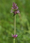 Einzelbild 5 Echte Betonie - Stachys officinalis