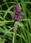 Einzelbild 6 Echte Betonie - Stachys officinalis
