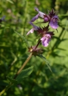Einzelbild 6 Sumpf-Ziest - Stachys palustris