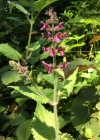 Einzelbild 6 Wald-Ziest - Stachys sylvatica